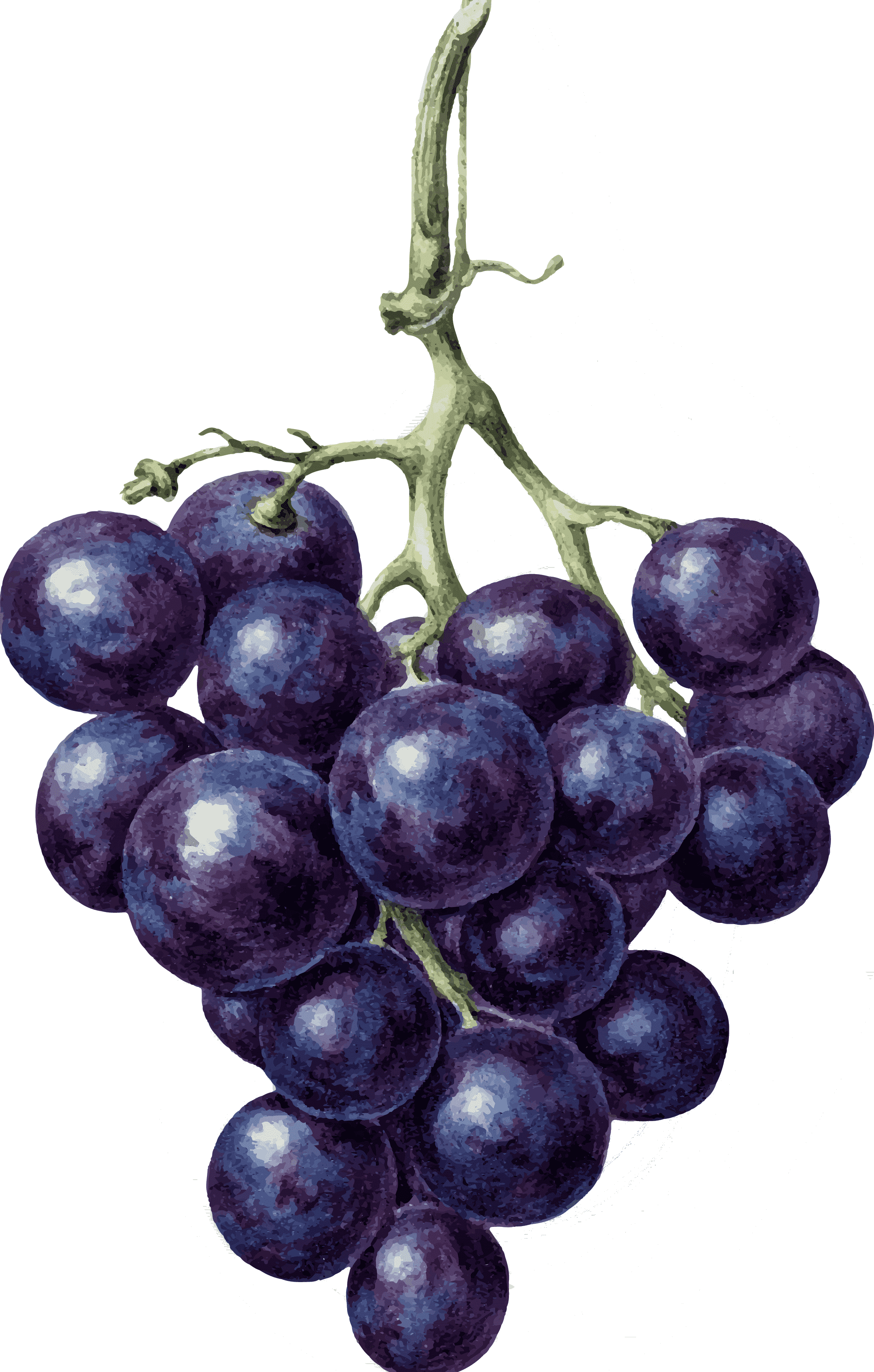 Зеленое черенкование винограда