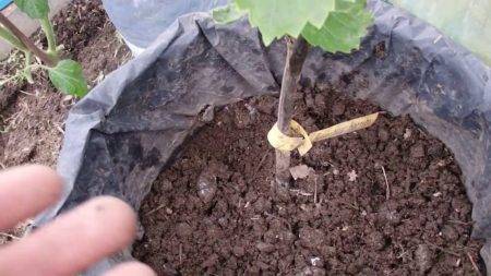 Виноград выращивание из черенков в домашних условиях