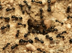 Как вывести муравьёв с участка