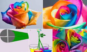 Разноцветные розы как их сделать