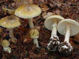Ядовитый гриб похожий на шампиньон