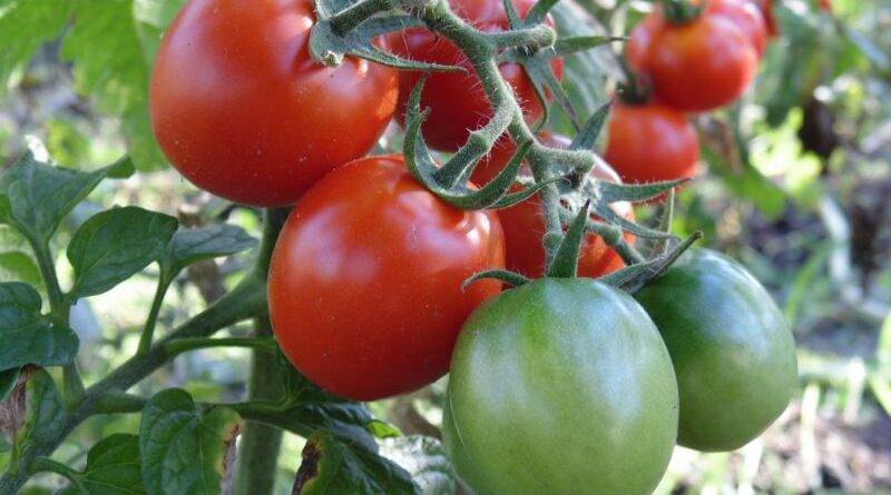 Выращивание рассады помидор в домашних условиях