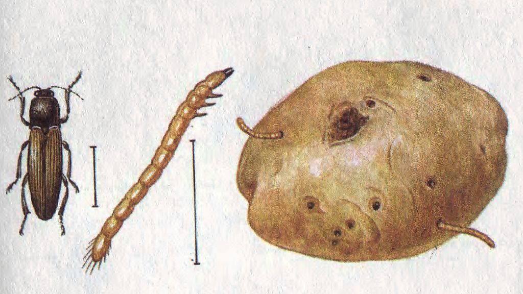 жук-щелкун и его личинка