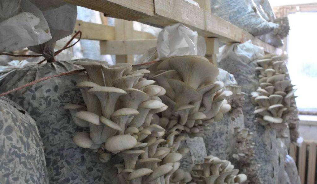 Как растить грибы