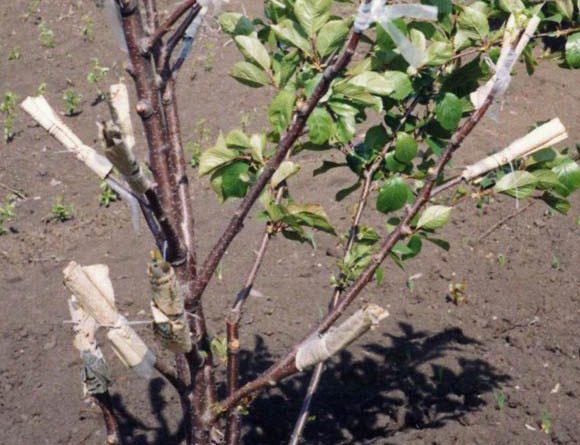 Прививка косточковых деревьев весной