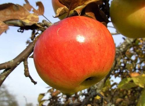 Как правильно обрезать яблоню осенью схема