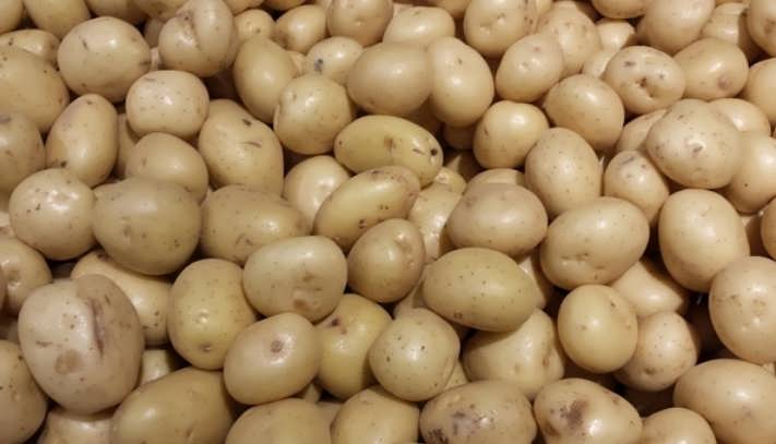 Выгодно ли выращивать картофель на продажу