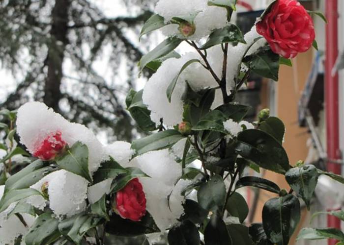 Подготовка роз к зиме на урале видео