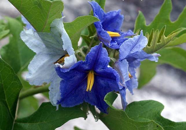 Синие цветы фото и названия