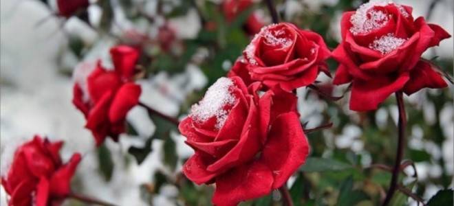 Чем укрыть розы на зиму кроме лапника