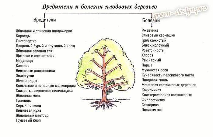 Болезни Косточковых Деревьев И Их Лечение Фото