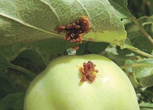 Как бороться с плодожоркой на яблонях