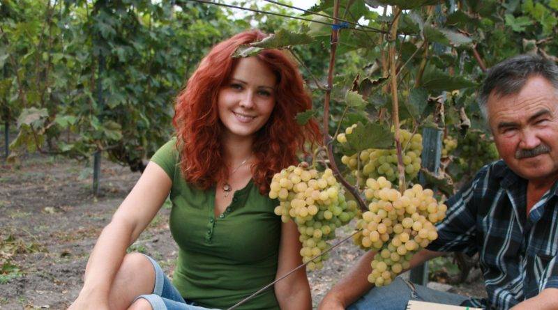 Самые урожайные сорта винограда в украине