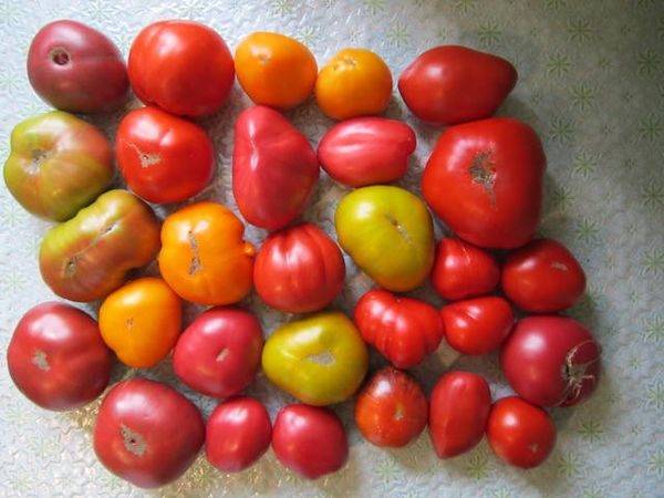 Семена помидоров от коллекционеров