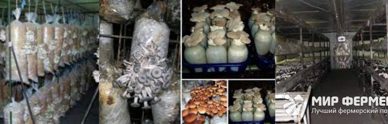 Как правильно выращивать грибы