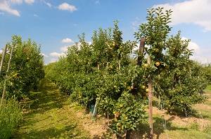 Карликовые яблони ежегодного плодоношения для подмосковья