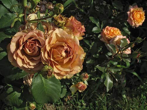 Коричневые розы фото