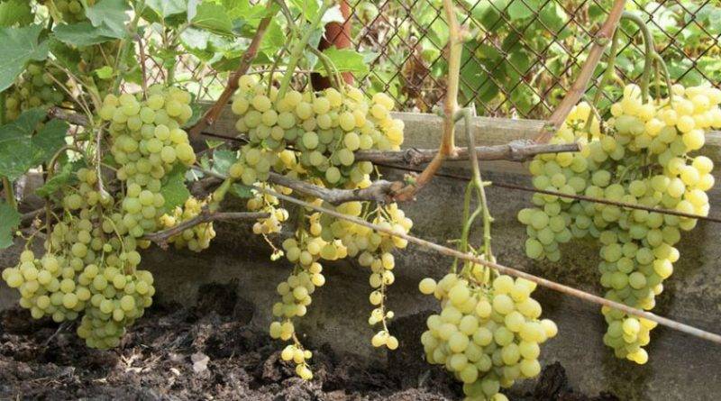 Уход за виноградом осенью в подмосковье