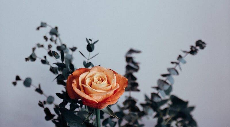 Розы оранжевые с красным