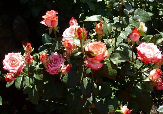 Роза morden blush