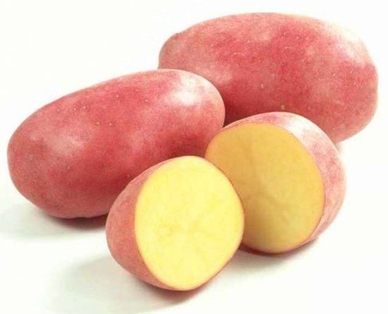 Нові сорти картоплі