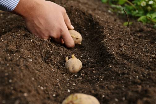 Как сажать картофель в гряды