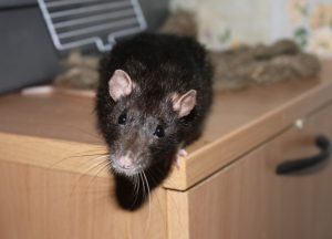 Средства от крыс в частном доме
