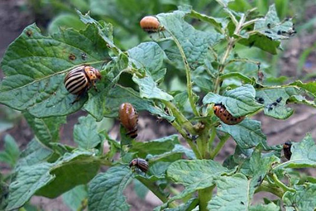Защита от колорадского жука