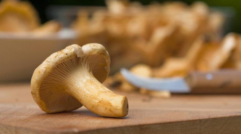 Как определить ядовитый гриб или нет