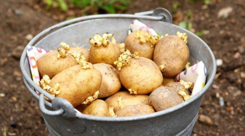 Переработка картофеля как бизнес