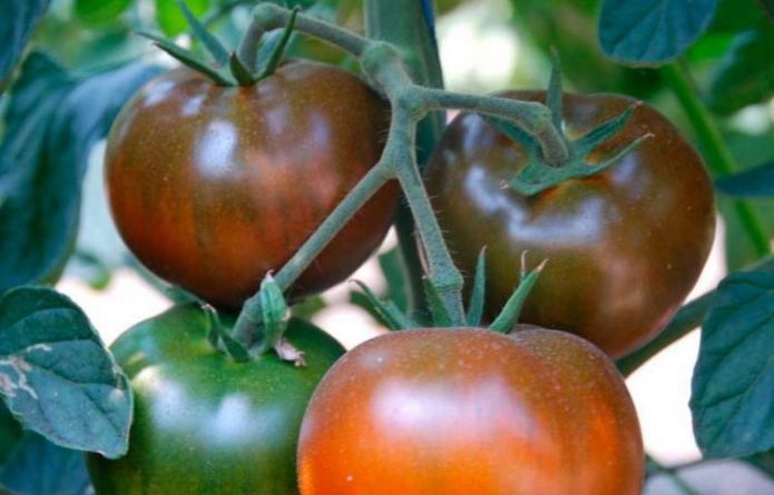 Экзотические сорта томатов с фото
