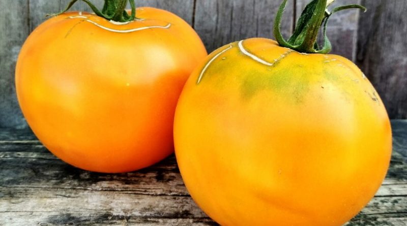Оранжевые сорта помидоров с фото и описанием