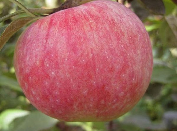 Кисло сладкие сорта яблок