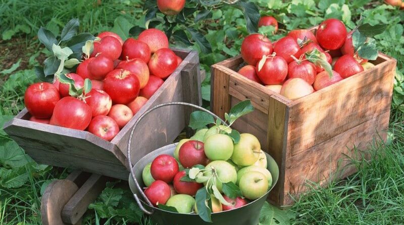 Урожайность яблок