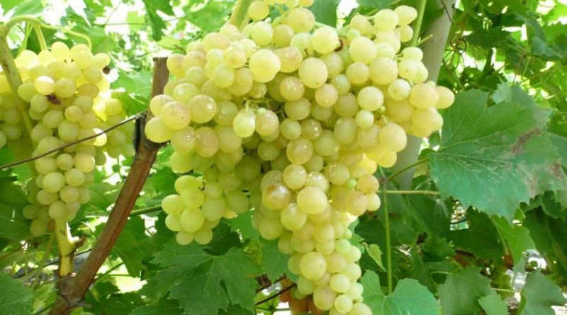 Технические сорта винограда для подмосковья