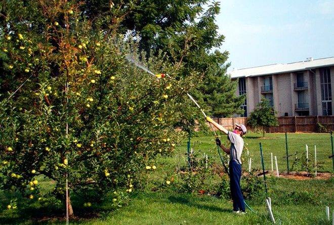 Защита яблонь от вредителей и болезней