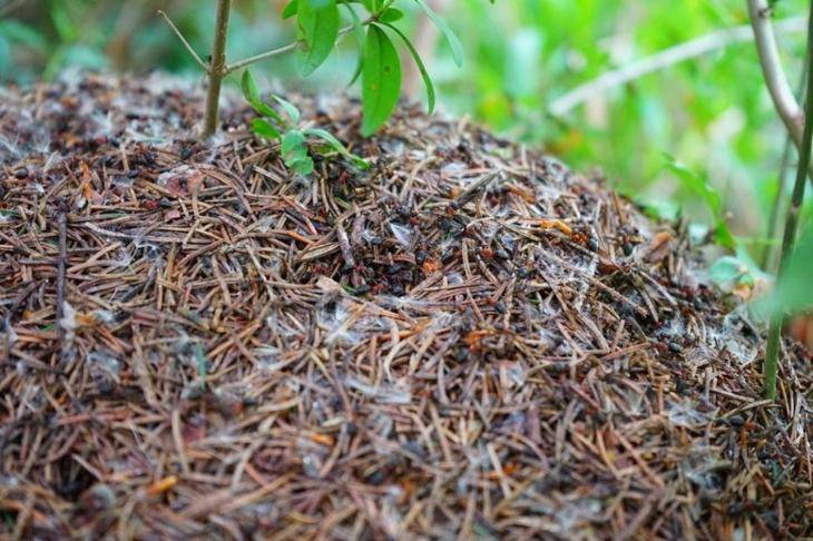 Средство от муравьев на даче