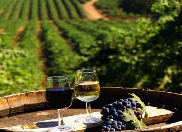 Можно ли пить молодое домашнее виноградное вино