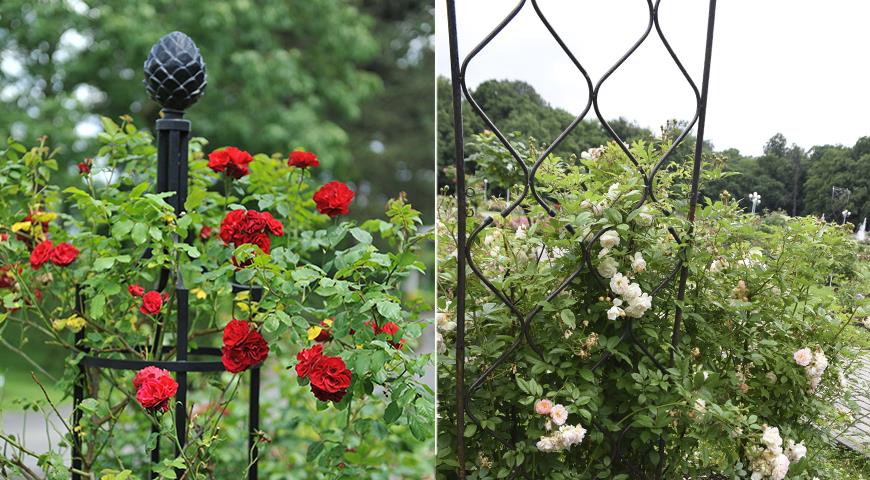 Чем отличаются плетистые розы от вьющихся