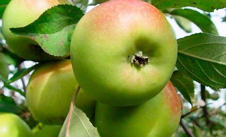 Зеленые сорта яблок названия