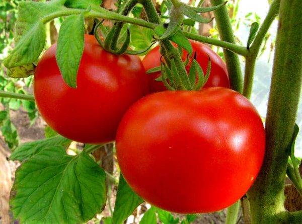 Лучшие сорта томатов для витебской области