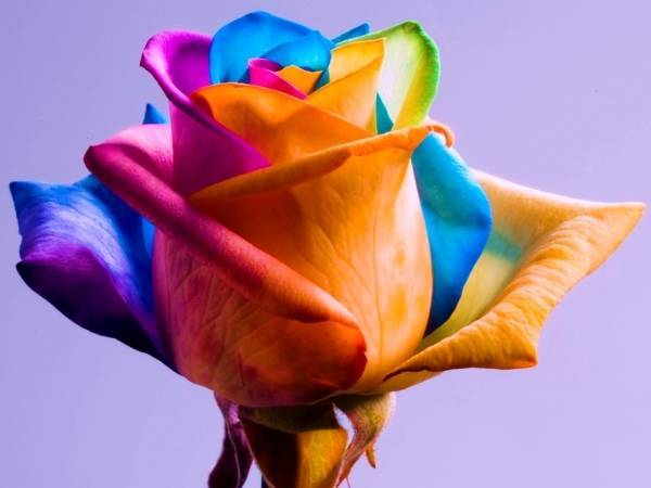 Радужные розы обязаны своим появлением на свет голландскому флористу Питеру ван дер Веркену