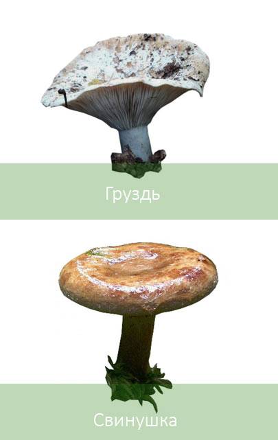 Несъедобные грибы фото и название