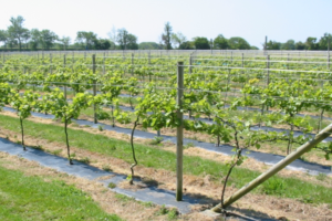 Шпалера для винограда: размеры, схема, как установить, подвязать, видео