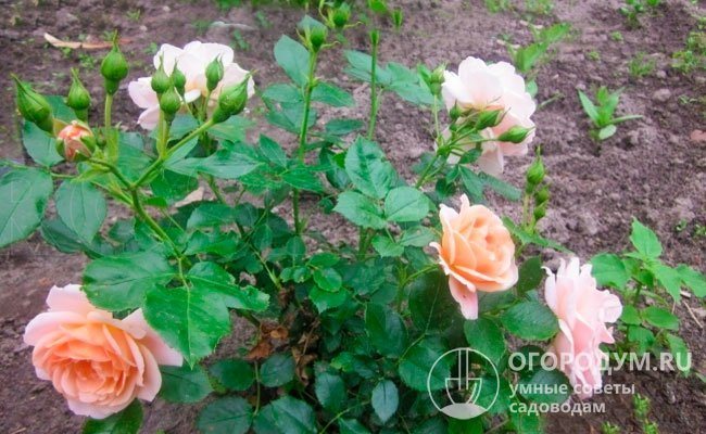 Роза малиновый звон описание и фото