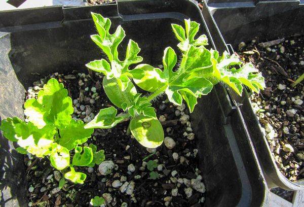 Как прорастить семена арбуза