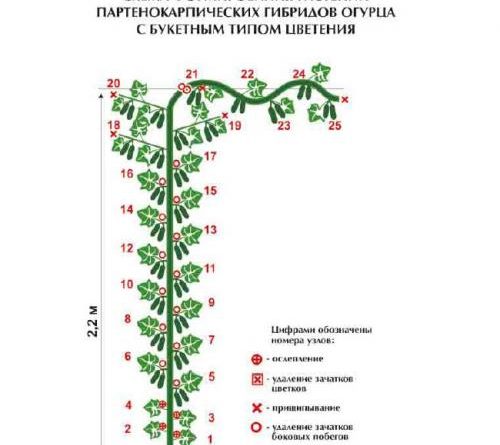 Россия госреестр семена огурцов