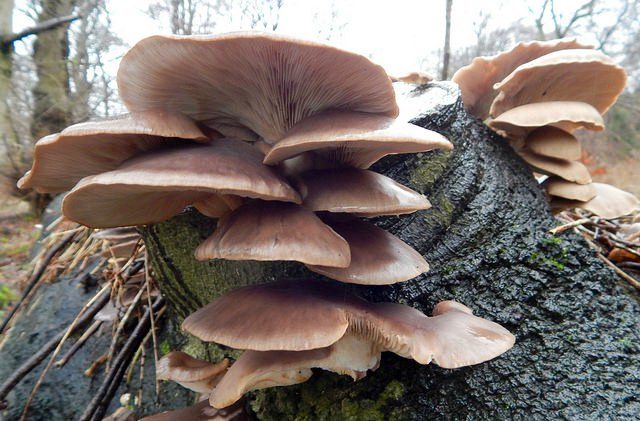 Как выращивать грибы на пнях
