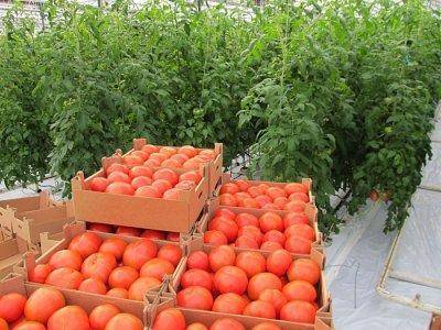 Когда высаживать помидоры в теплицу
