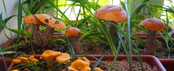 Какие грибы растут под землей